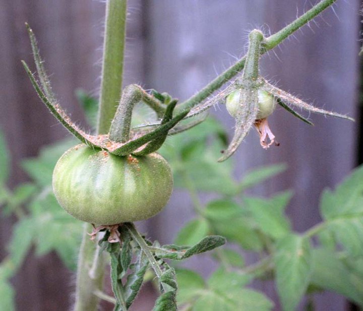 baby tomatoes